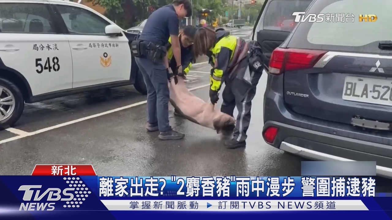 淡水2麝香豬結伴逛大街！警追半小時「四腳朝天」扛回派出所