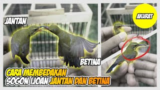 Download lagu cara membedakan sogon ijoan jantan dan betina mp3