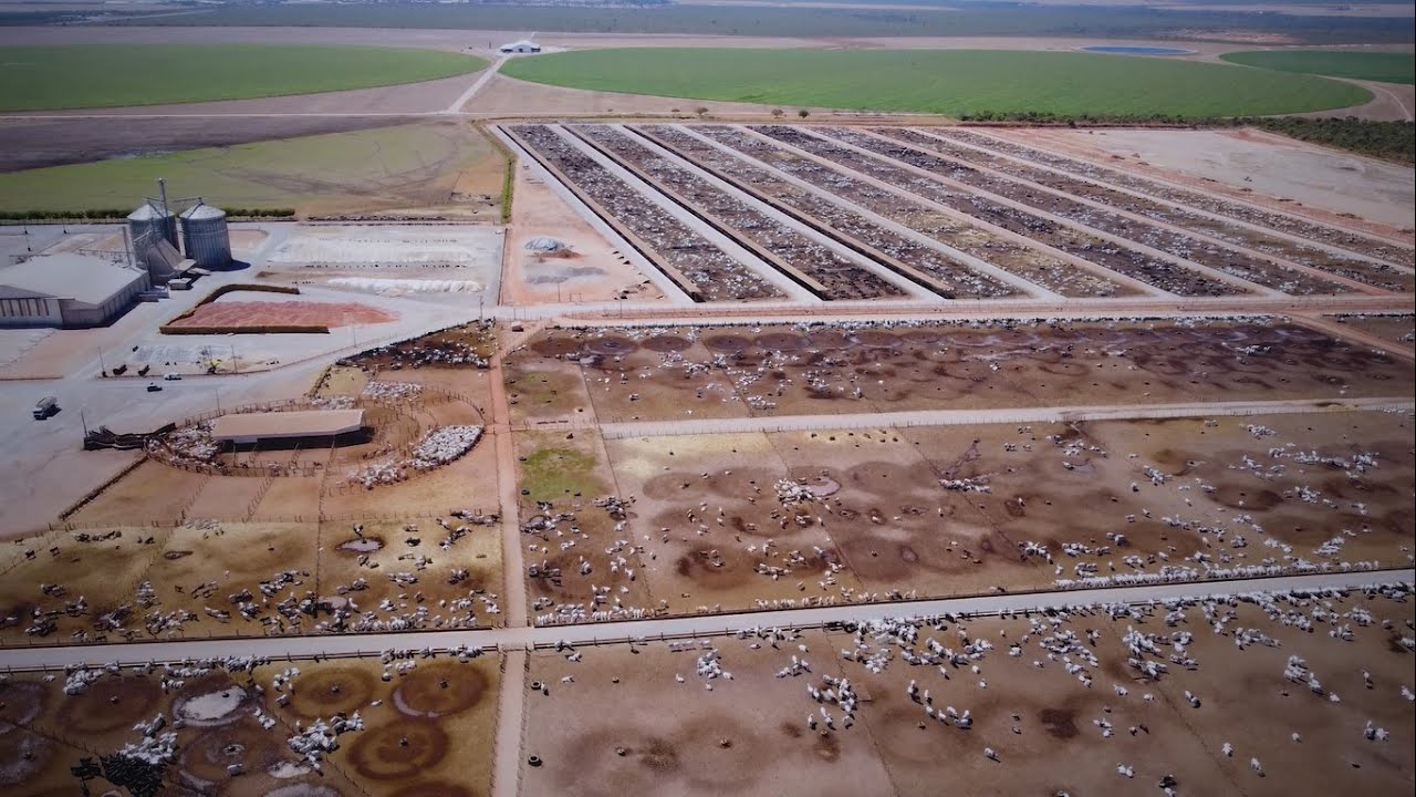 Conheça a Captar Agrobusiness: muito mais que um confinamento de gado!