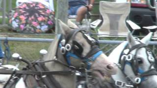 preview picture of video 'Ponies Pulling, Rushford, NY Labor Day 2011'