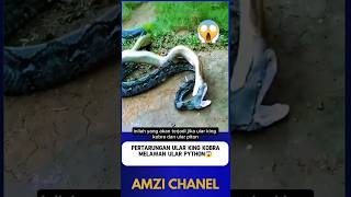 Download lagu KING COBRA IS POWERLESS AGAINST PYTHON⁉️😱#shorts mp3