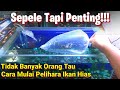 How To Safely Keep Ornamental Fish For Beginners