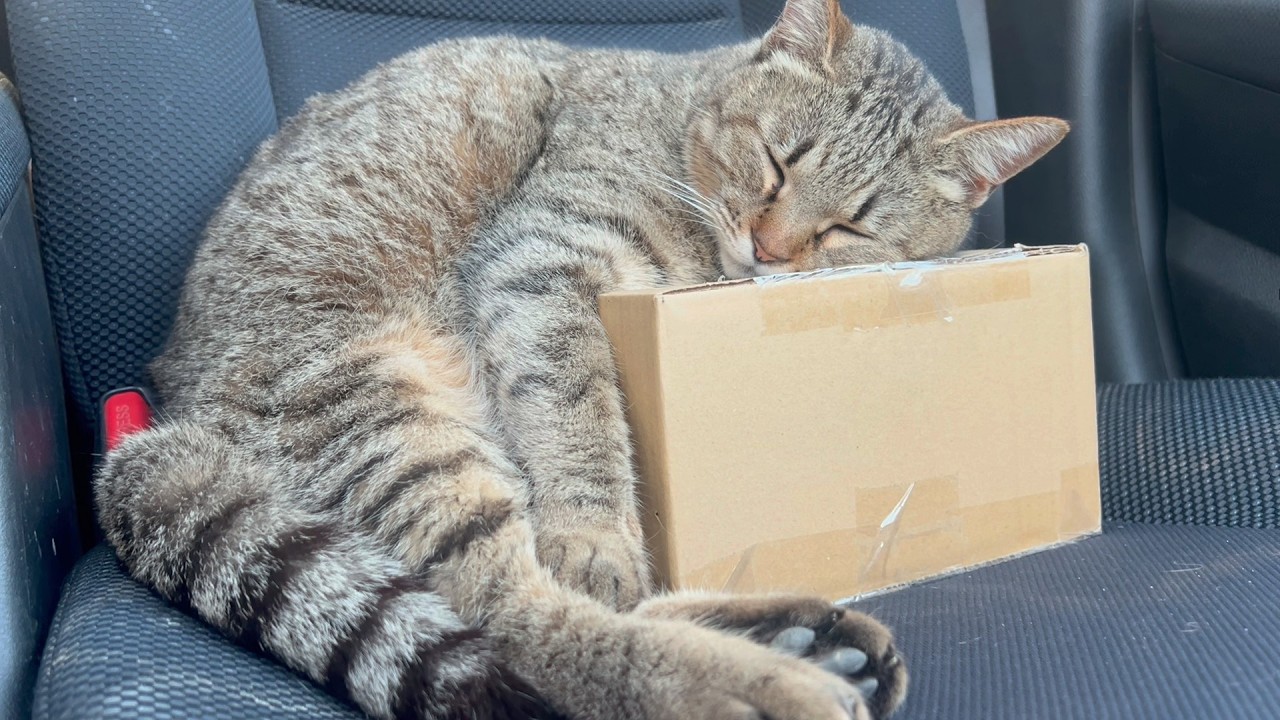 気持ち良過ぎて車の中で寝てしまった猫