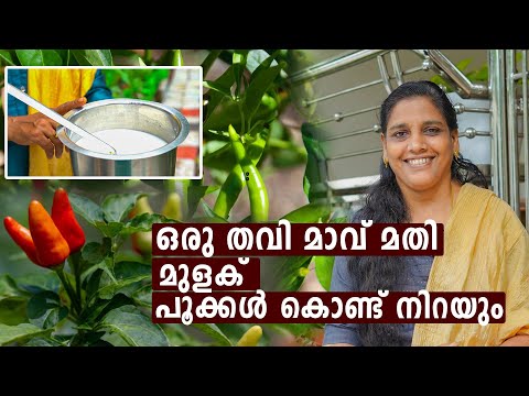 ഒരു തവി മാവ് മതി മുളക് പൂക്കൾ കൊണ്ട് നിറയും | Mini'sLifeStyle | Pachamulaku krishi