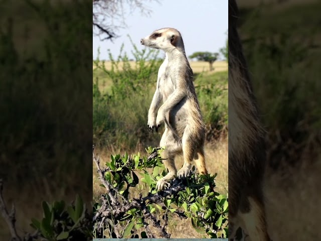 Vídeo relacionado con Los suricatas son impresionantes - Divertido suricata mamá papá Camiseta