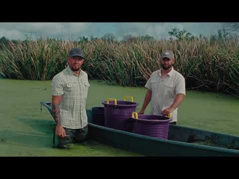 The Poncho Swamp Collection