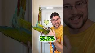 How Old is Cucumber the Great Green Macaw?