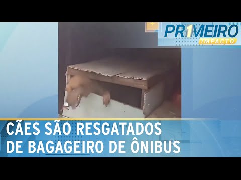 Cães são resgatados de dentro de bagageiro de ônibus em Goiás | Primeiro Impacto (25/04/24)