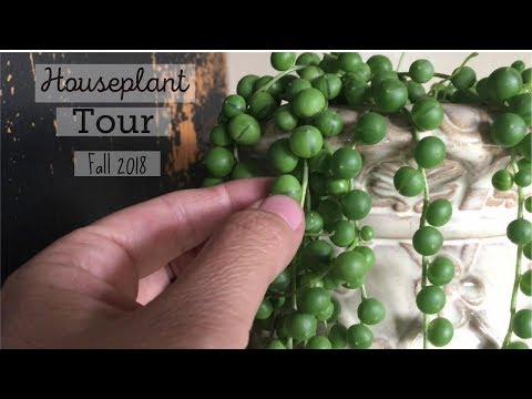 Fall Houseplant Tour 2018 |  Come see my AMAZING plants | Plant Update