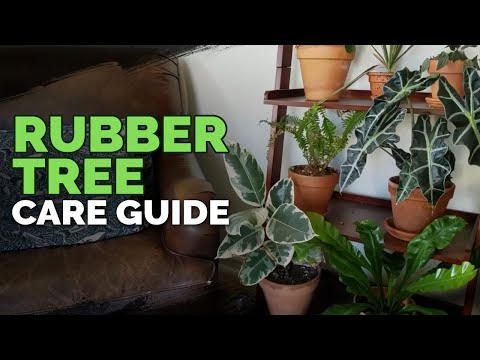 , title : 'How to Care for The Rubber Tree Plant (Ficus elastica)'