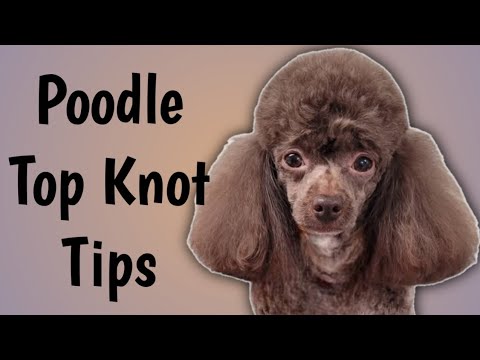 How to Perfect Your Poodle's Top Knot Scissors Technique