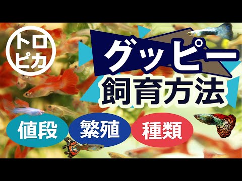 飛行機のシルエット