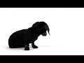 Royal Canin Mini Sterilised 8kg