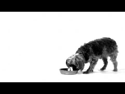 Royal Canin Mini Sterilised 8kg video