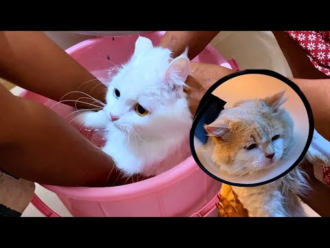 Chinchu Marupadiyum Pregnant ahhhh ! Shasha 🤦🏻‍♀️