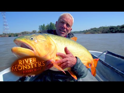 MONSTER Golden Dorado Catch! | MASSIVE MONSTER | River Monsters