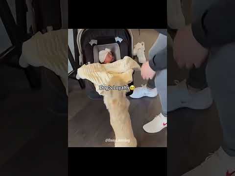 Dog's Loyalty #like #pratyush #subscribe