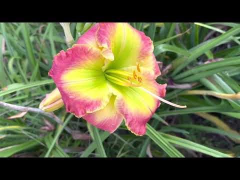 Lewis Daylily Garden 8-20-22