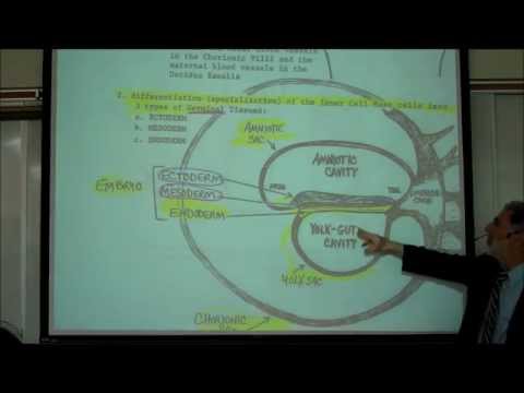 INTRO TO HUMAN EMBRYOLOGY; PART 1 by Professor Fink