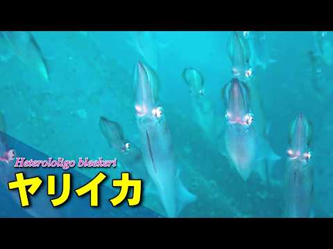 冬から春に沿岸へ現れるヤリイカ
