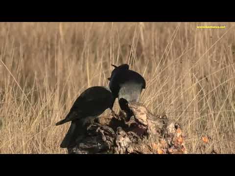 GRAJILLA | JACKDAW | Corvus monedula