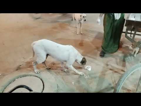 Parveen Feed Milk Poor Street Cats and Dogs