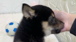 柴犬の動画01