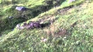 Fox that is not a fox