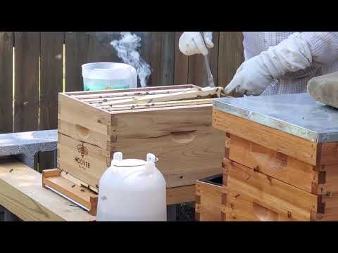 1 day into foundationless frame hive #1