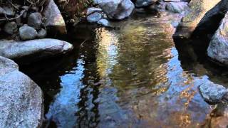 Never Shout Never--Peace Song (Remake)