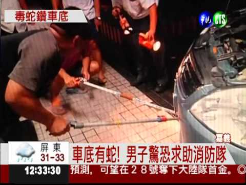 雨傘節鑽車內 男狂奔求助消防隊