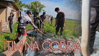 NILISAN ANG LUGAR DAHIL SA DAMI NG COBRA