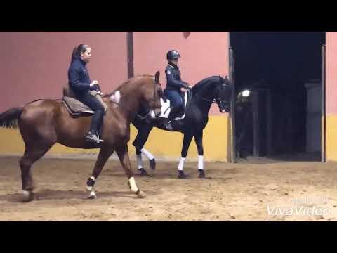 SOLD ICA - Dressage PRE Black Stallion 🌟 PIRO FREE 🌟