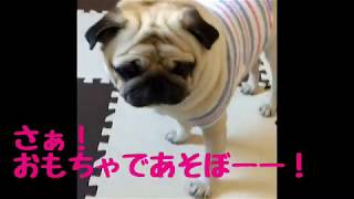 【パグ】はむぞう日記#23【興味薄】