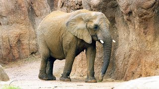 Dallas Zoo's Elephant Rearranges "Furniture" In Habitat