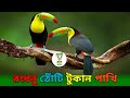 🦜Rainbow-billed toucan birds are known Characteristics Of Keel Billed Toucan | Rainbow Billed Toucan