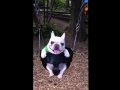 Fun On The Swings Pt 2