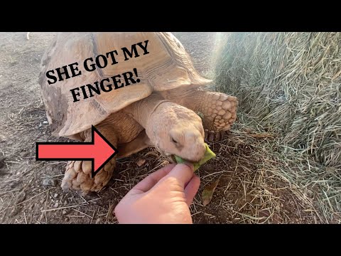 Feeding Tortoises a Cactus Pad! I GOT BIT! + Story Behind Damia (UNCUT)