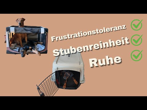 Die Hundebox: Ein Game Changer für deinen Welpen