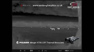 Pulsar Merger XT50 LRF Thermal Imaging Binoculars
