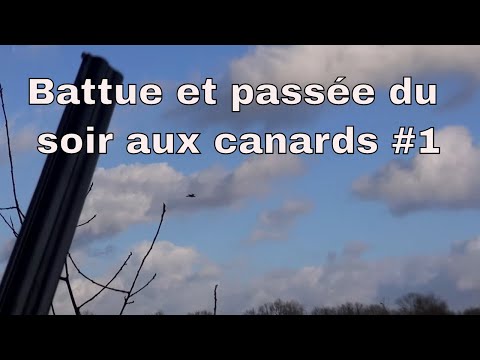 Battue et passée du soir aux canards #1
