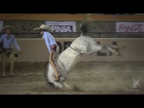 Dangerous Repairs, Dynamite Mares and the Best Riders of 2017