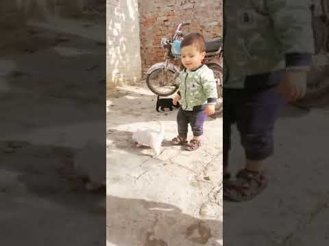 MOHIB MOBEEN PLAYING WITH DOGGIES/ NATA GUJAR MALL