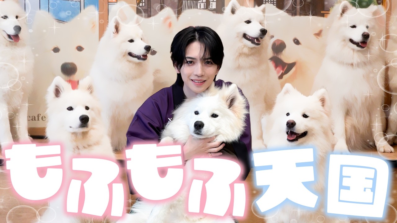 【もふもふ天国】今話題の“サモエドカフェ”に行ったら天国すぎた…｜いわち癒し回【サモエドカフェmoffu】