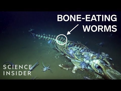 The Creepy Creatures That Feast On Dead Whales