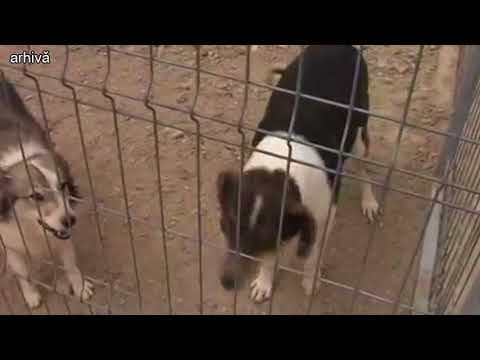 ȘTIRE ETV/ 28.09.2017 - CAMPANIE DE STERILIZĂRI ÎN GALAȚI