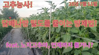 담배나방 잡는 농사의여신표 고추농사 비법!! 고추농사 잘 짓는 법!!