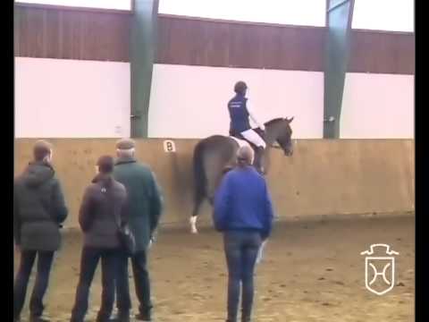 Holsteiner Stute von Casall - Cassini I - Lavall II