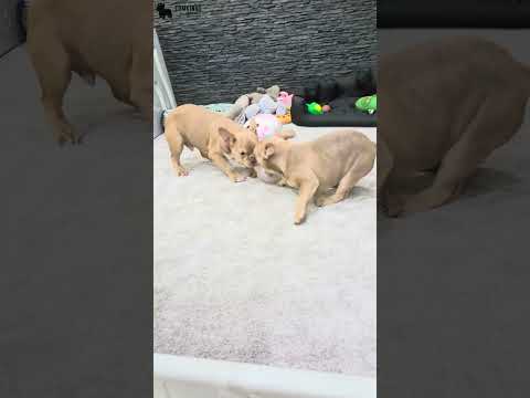 Video 4