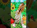 The Amazing World Hare Babytv